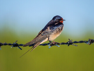 Barn swallow perched on a barbed wire fence during early morning