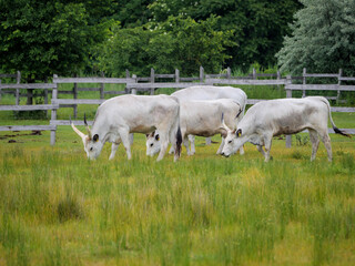 Hungarian Grey cattle grazing in a lush green field in Neusiedler See-Seewinkel National Park