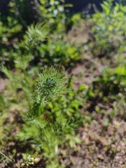 green plant on the ground