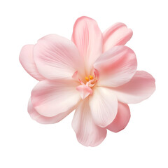 Fototapeta premium Pink Sakura flower petal isolated on transparent background