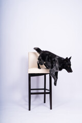 Black White Dog on back brick wall, mudi, studio shot