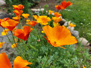 Fototapeta premium yellow and dark orange flowers. Eschscholzia californica. California poppies are blooming in garden