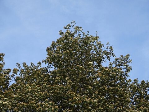 Schwedische Mehlbeere bl&uuml;ht