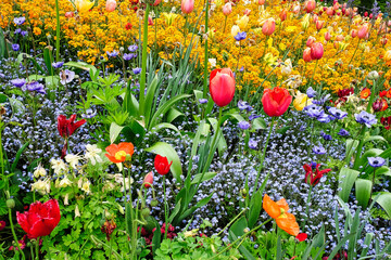 Our colorful sea of flowers - tulips, forget-me-nots, germany