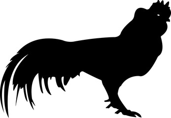 Hen Cock Chicken Silhouette Animal