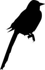 Flying Bird Silhouette