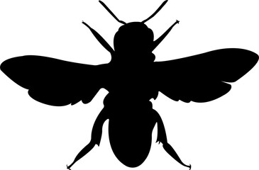 Beetle Silhouette Insect Animal