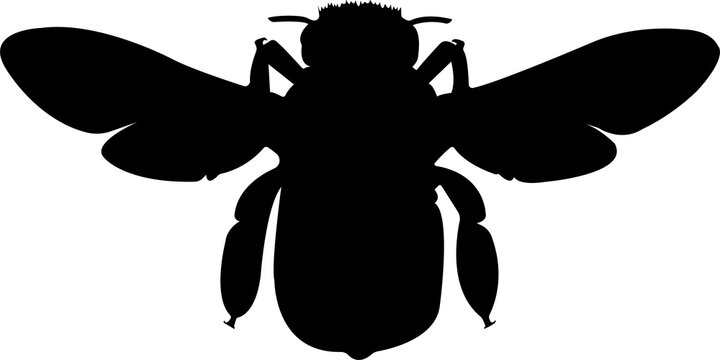 recommend clip art: Beetle Silhouette Insect Animal