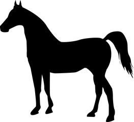 Silhouette Horse Illustration 