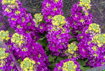 Obraz premium Lilac Delphinium Flowers Closeup, Purple English Larkspur Flowers, Blooming Pink Candle Delphinium