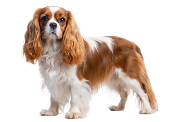 a full body cavalier spaniel, white background. GENERATIVE AI