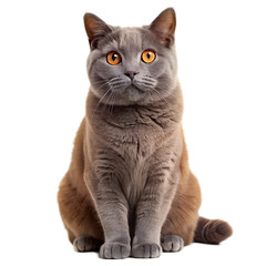 Obraz premium front view full body shot of a Chartreux kitten smiling isolated on transparency background PNG.AI GENERATED