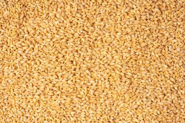 Wheat grain as a background. Top view.