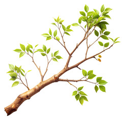 Obraz premium A tree branch on a white background.AI GENERATED