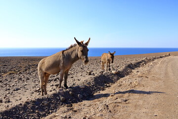 Donkey on dusty streets at Fuerteventura, Canary Islands, Spain