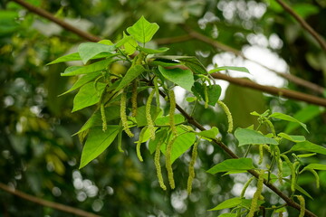 Close-up of Broussonetia papyrifera flower blooming