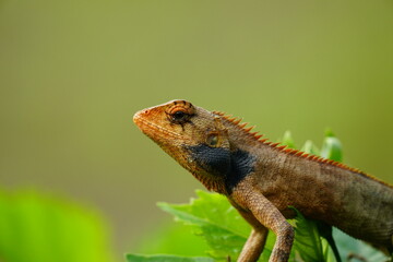 Obraz premium Close-up of Calotes versicolor on natural background