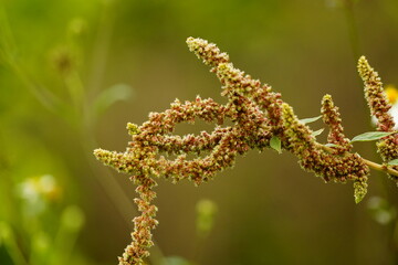Close-up of Amaranthus spinosus flower