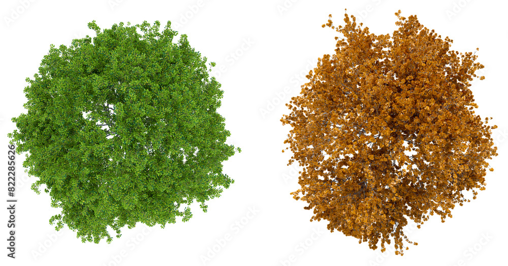 Aufkleber png top view of green tree and autumn tree transparent background, 3d illustration rendering