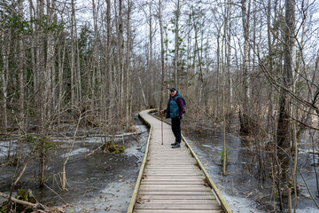 Coastal stand of forest flooded in spring, trail in flooded deciduous forest with wooden footbridge, lone traveler on wooden footpath