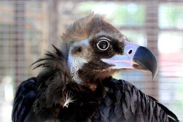 The detail head of Griffon Vulture close up. The cinereous vulture (Aegypius monachus) is a large raptorial bird that is distributed in Eurasia. It is also known as the black vulture or monk vulture.