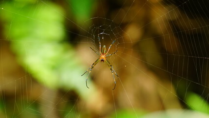 spider on a web