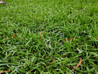 Green grass texture from a field as background or wallpaper