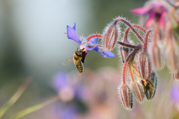 a bee is collecting pollen on the flower close-up