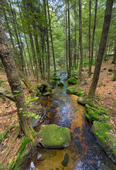 landsacpe with little river in a mystery part of the of the Bavarian Forest National Park near Spiegelau, Bavaria, Germany 