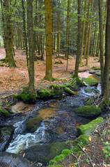 landsacpe with little river in a mystery part of the of the Bavarian Forest National Park near Spiegelau, Bavaria, Germany 