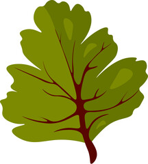 A single green leaf isolated on a clean white backdrop.