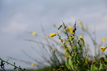 A photo of a yellow flower on a common broom, also called Cytisus scoparius and Scotch broom, with shallow focus, blue sky and copy space. Concept of summer.  - Powered by Adobe