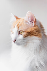  vertical close-up shot of a ginger and white cat with striking yellow eyes, framed tightly on its head in profile against a white background