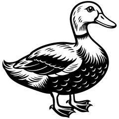 Black duck isolated on white vector illustration