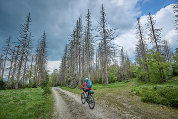 active senior woman on a bike packing tour with her electric mountain bike in the Bavarian Forest National Park with its by bark beetles dammaged Trees, Bavaria, Germany