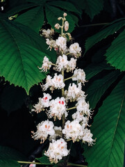 horse chestnut tree in bloom. chestnut tree during spring flowering.