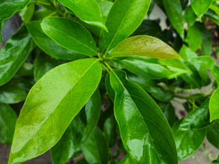close up of avocado tree from top view