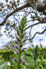 The acanthus The species is native to the center and east of the Mediterranean region, it was adapted since ancient times in garden cultivation