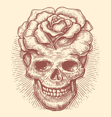 Human skull with rose flower. Skeleton head vintage vector illustration. Sketch drawing