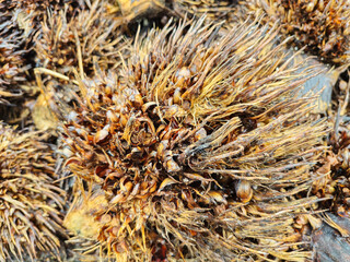 pile of empty palm fruit bunches