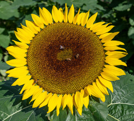 Mega sunflower in the garden with bees