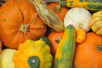Coloquinte, courges d&eacute;coratives