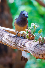 Rufous treepie bird pearched on a tree branch