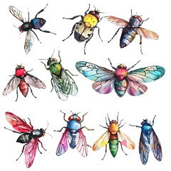 Watercolor clipart vector of fly set collection, isolated on a white background, fly vector, Illustration painting, Graphic logo, drawing design art