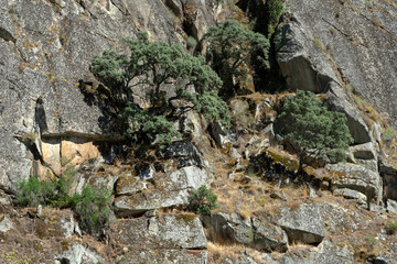 Holm oaks in the Arribes del Duero (Douro gorges) cliffs since touristic ship.