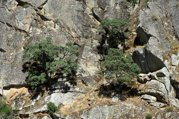 Holm oaks in the Arribes del Duero (Douro gorges) cliffs since touristic ship.