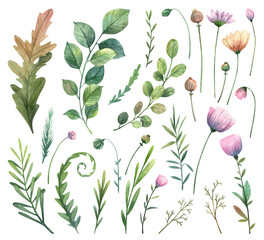 Set of hand painted watercolor wild flowers, green leaves, stems. Aquarelle herbarium botany collection isolated on white background. Detailed painted summer and autumn plants, blossoms, seed pots