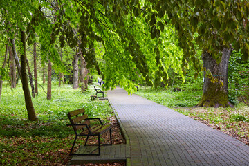 A paved walkway with benches and rows of trees with young green foliage in a summer park