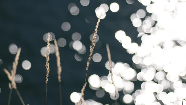 Summer Grass Backlit of Sun with River Glittering in the Backgrounds