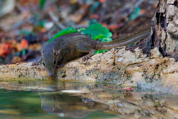 Northern treeshrew drinking water in a pond